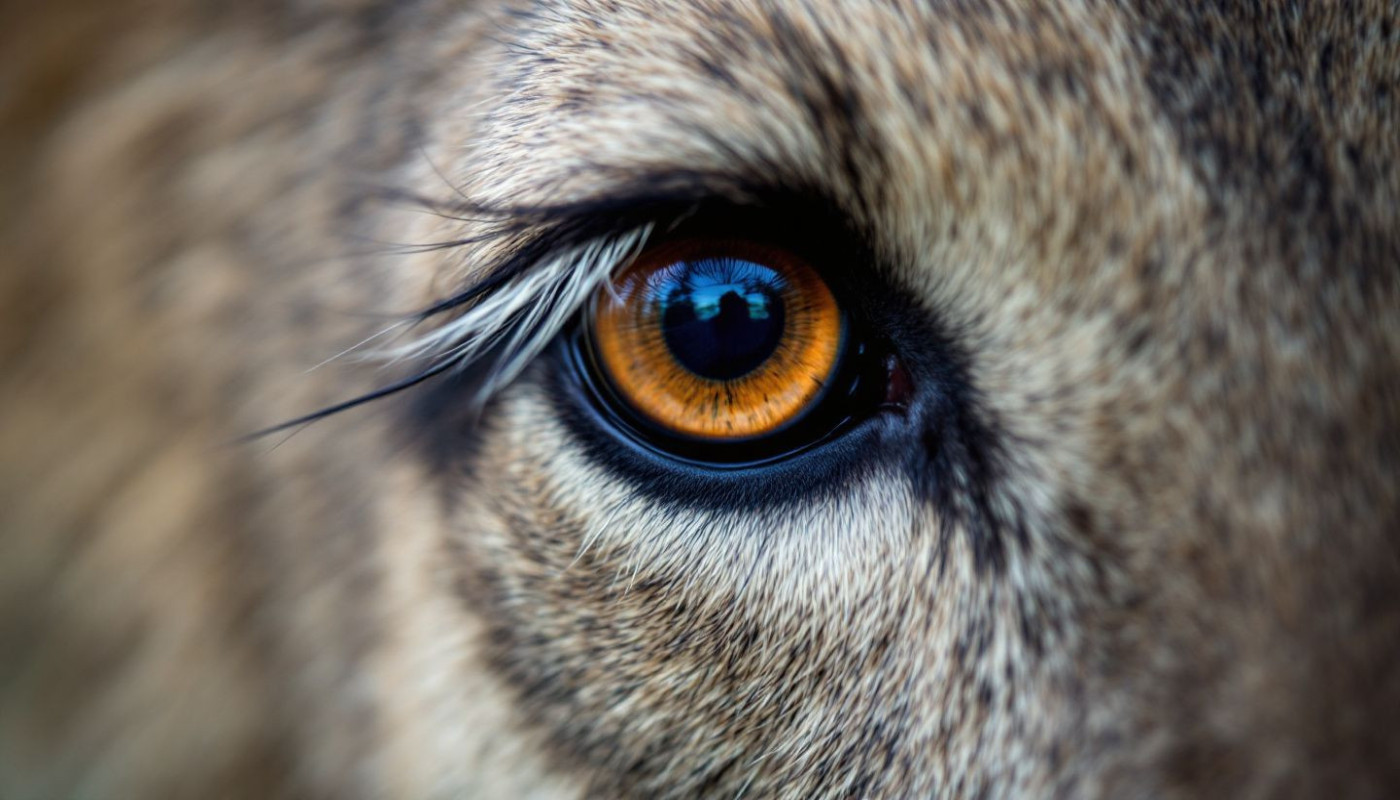 Comment la photographie d'iris révèle l'âme de nos animaux